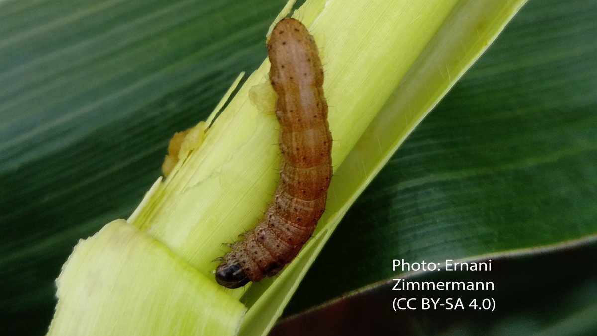 Michaela Lundell tweet media