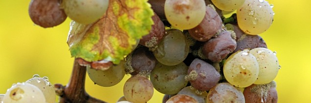 lv_vitisphere's tweet photo. ⚠️ Gare au #botrytis. Dans le Languedoc, à Bordeaux, à Cognac... la présence des tordeuses et l'humidité ont entraîné l’apparition des premiers foyers de pourriture grise !
https://t.co/kXy5kO53p0 https://t.co/JcMBBlFbcz