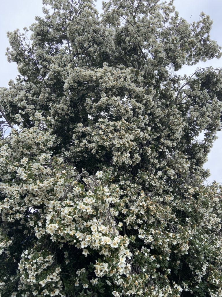 mordoc1's tweet image. A massive Eucryphia in Edinburgh
Commonplace in Tasmania...
But here?
Attended by thousands of bees
Nuzzling the sticky sap on the flower parts
Oh such a powerful potent fragrance
Bringing vigour to a grey granite city
Quite the #contravariant 
#vss365