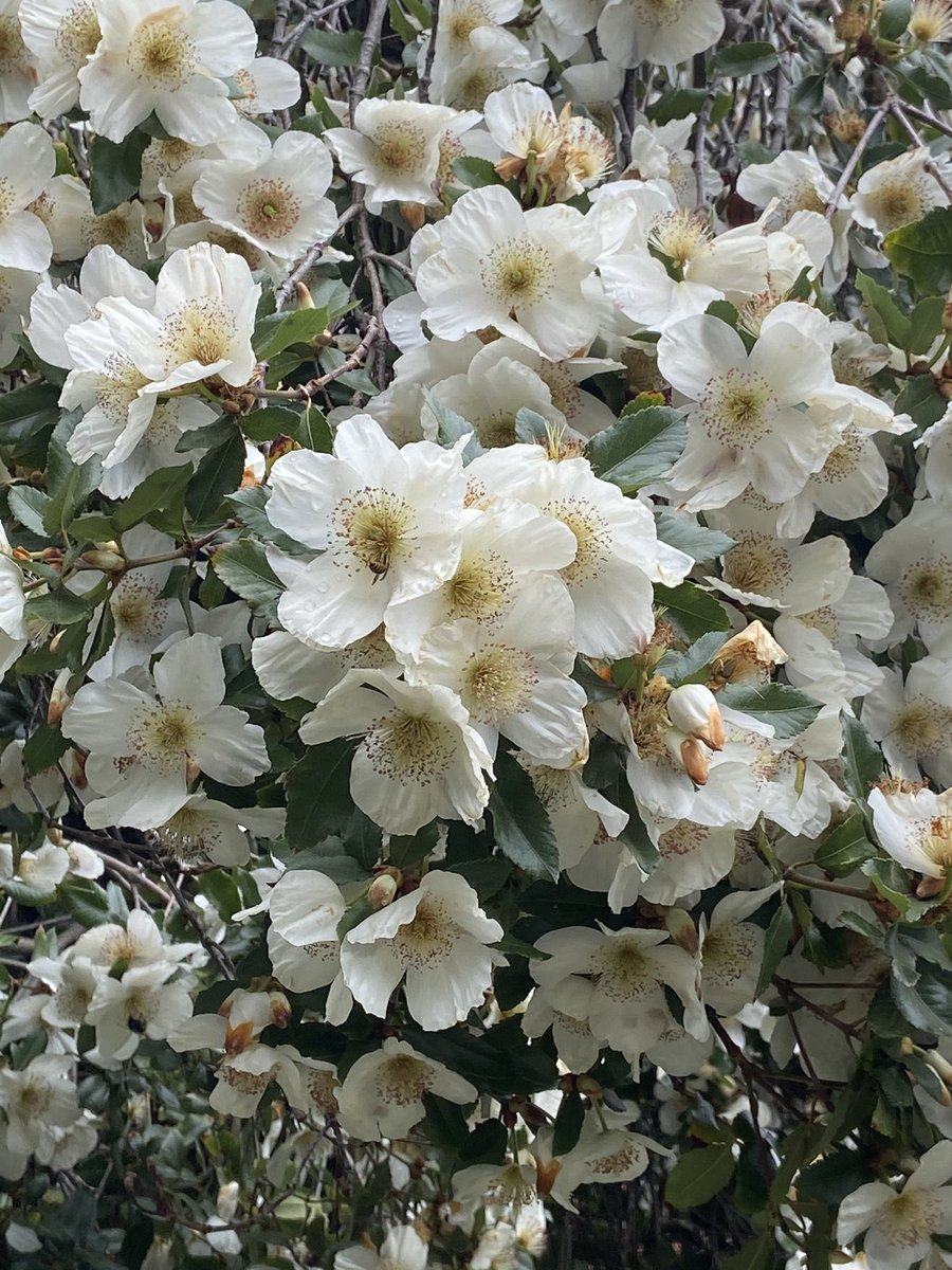 mordoc1's tweet image. Beautiful Eucryphia in an Edinburgh garden

#contravariant 
#vss365
