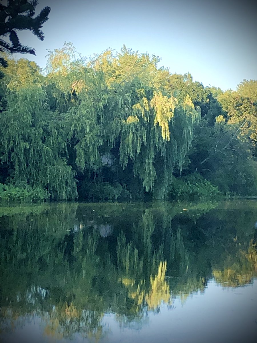 I have driven by this spot many times and never noticed this until this evening #stop&look #slowdown #pond #ridemybike #willowtree #beauty #takeiteasy #Stratford