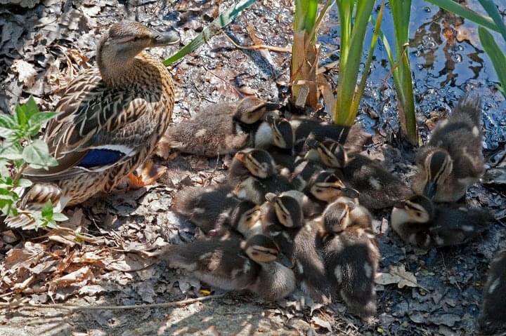 UniKentEng's tweet photo. If you are looking for a beautiful campus, plenty of green spaces and appreciate wildlife, then @UniKent is for you. Here at EDA, we’re lucky enough to enjoy the idyllic Jennison pond where you can make friends with our moorhens &amp; ducks. Join the duckling academy. 
#Joinourworld https://t.co/N7F7bPiXOH