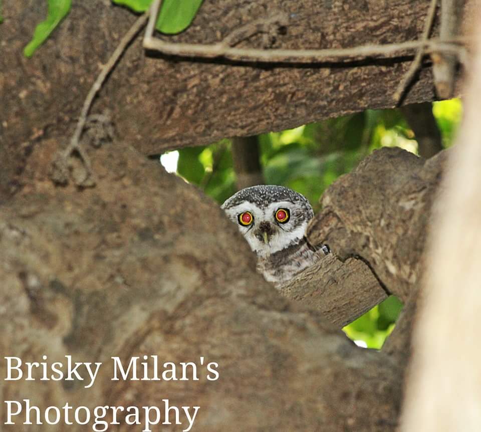 #WorldPhotographyDay2020 
#Canon 
#canonindia
#wildlifephotography 
#wildlifegujarat
#NaturePhotography 
#Nature