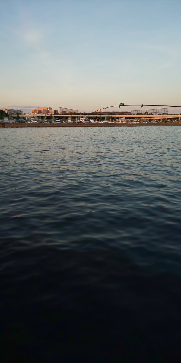 巨大コノシロ祭です😭