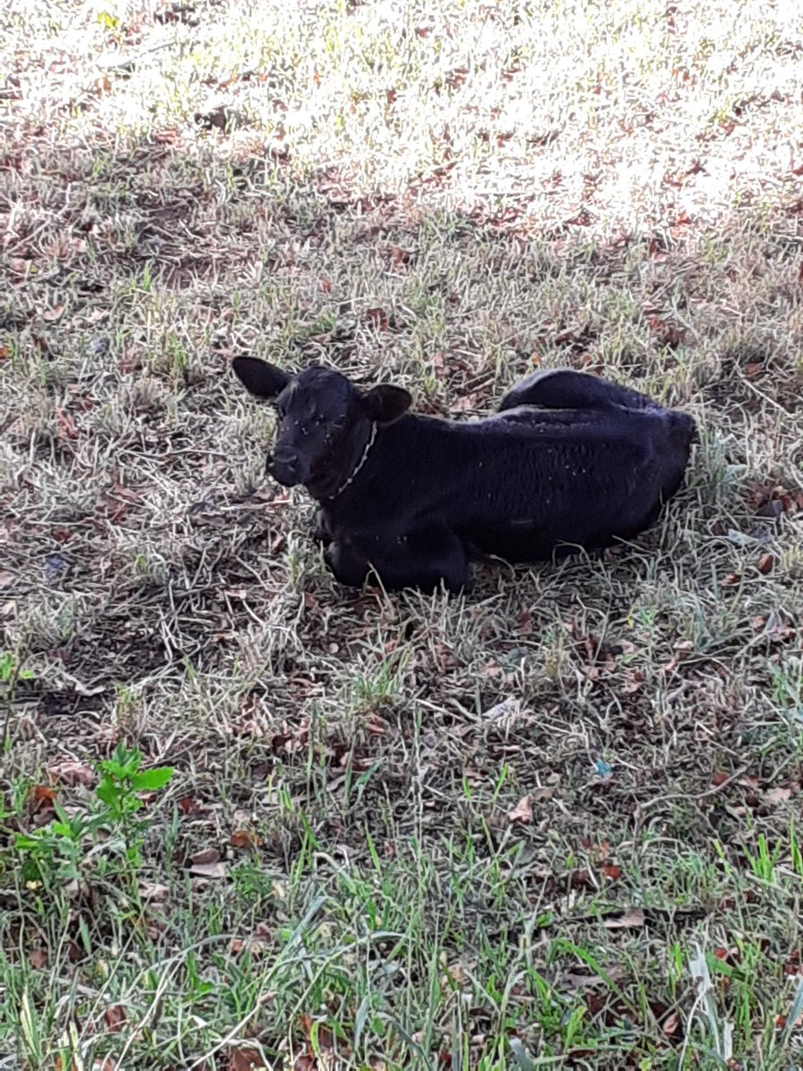 Had a chat with Rodrigo over coffee, he tells me about his life and his whereabouts.He has been a salesman in Porto, owned a tennis club in Spain, married, divorced, etc. A "Jack of all trades" I tell him in English.He seems not to know the expression but he likes it. 50/n