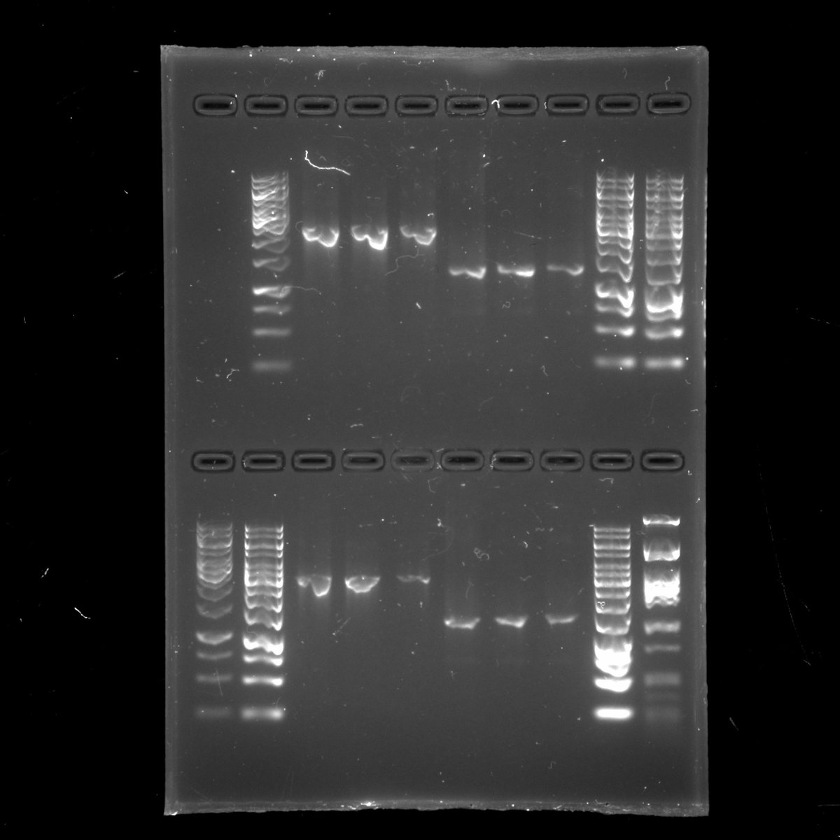 Elisa Granato (@prokaryota) on Twitter photo 