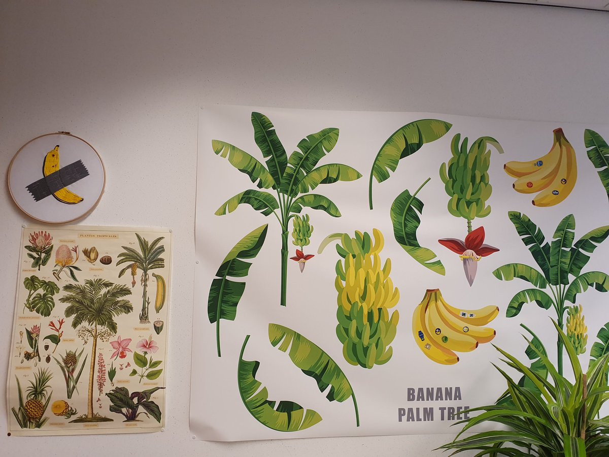 DrBananaGarcia's tweet photo. My office is going #bananas!

Thanks to all and everyone that has contributed. Your art works fit perfectly on my wall of fame. 

If you want to contribute please feel free to do so, via email or mail. 🍌 

#bananamania #sciart https://t.co/xfIHni10Ag