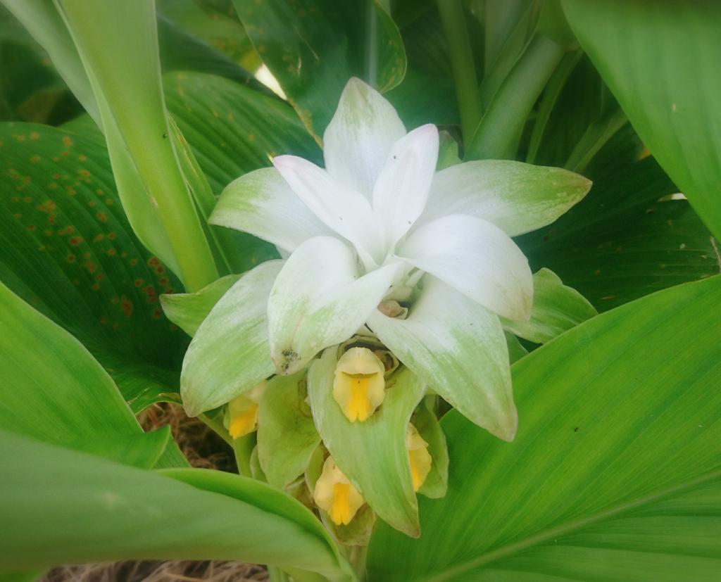 ウコンの花 Twitter Search Twitter