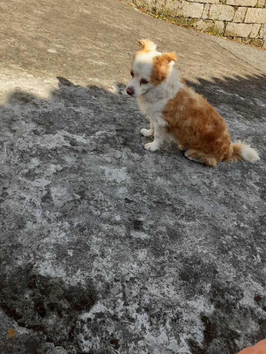 I go down the hill Lomba do Cavaleiro to the main road, then up again. I make a clumsy attempt to scare Dog when I am back. For a few seconds, it seems it worked, but then he is back towards me.It might well be I am the closest thing to an event Dog will experience today.52/n