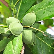 arbolespe's tweet photo. Mas tintóreos por repasar..#Almendron (Terminalia catapa) es el Almendro malabar, bello árbol tropical presente en el #parquedeleste, maderable, es TINTOREO tiene taninos y flavonoides de interés, anticlastogenico y anticancerigeno, medicinal y usado en crianza de peces! https://t.co/3wXjX8Cci3