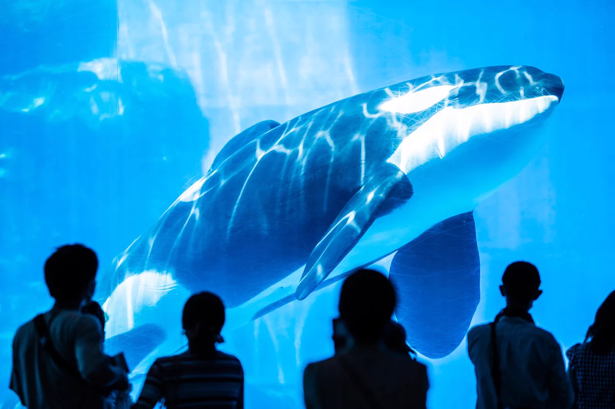 夏の水族館がいかに人気か分かる！青色が凄い癒し効果あり！