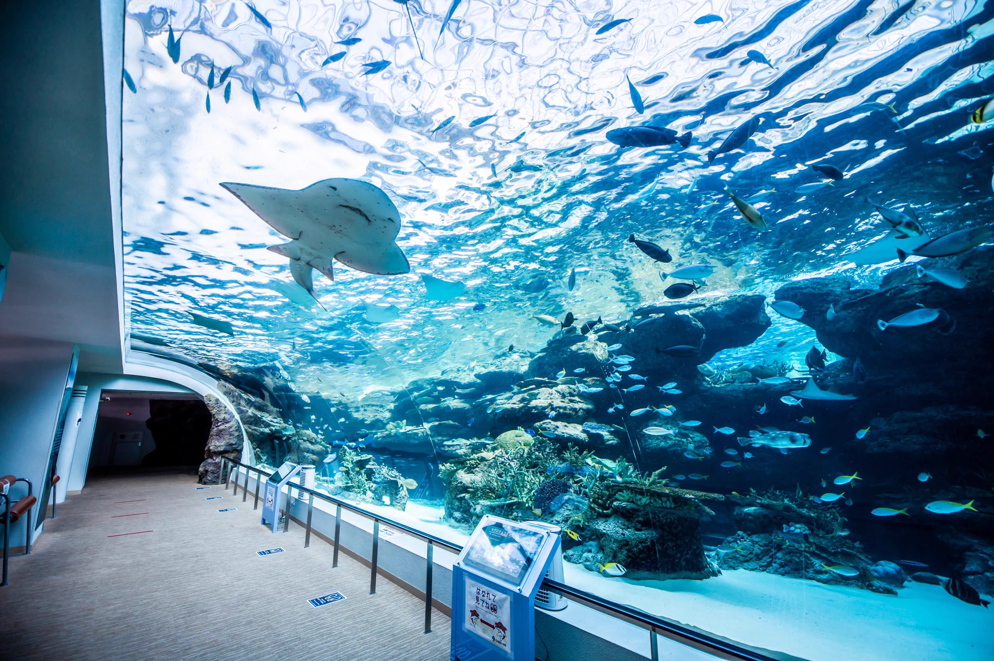 夏の水族館がいかに人気か分かる！青色が凄い癒し効果あり！