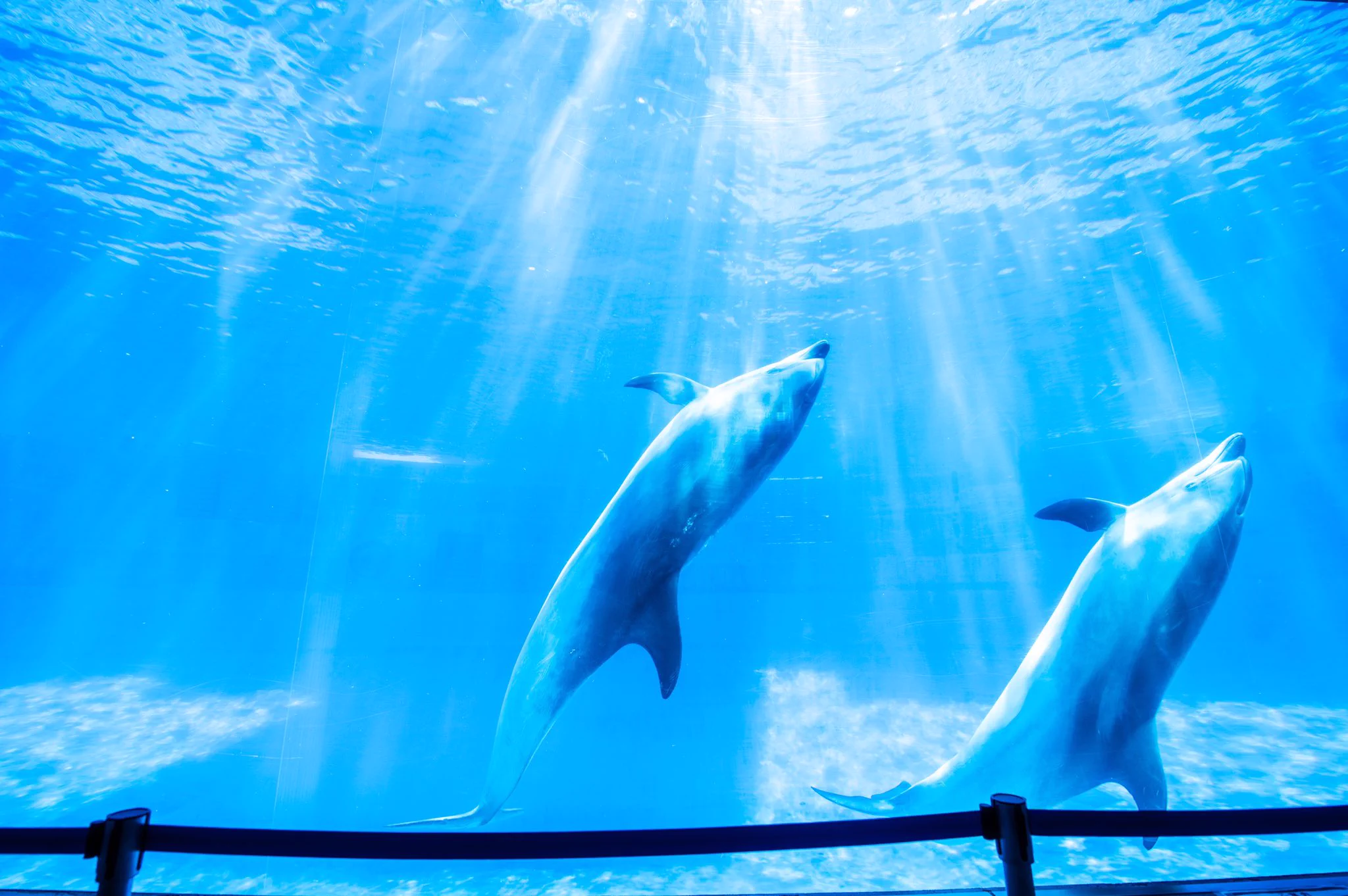 夏の水族館がいかに人気か分かる！青色が凄い癒し効果あり！