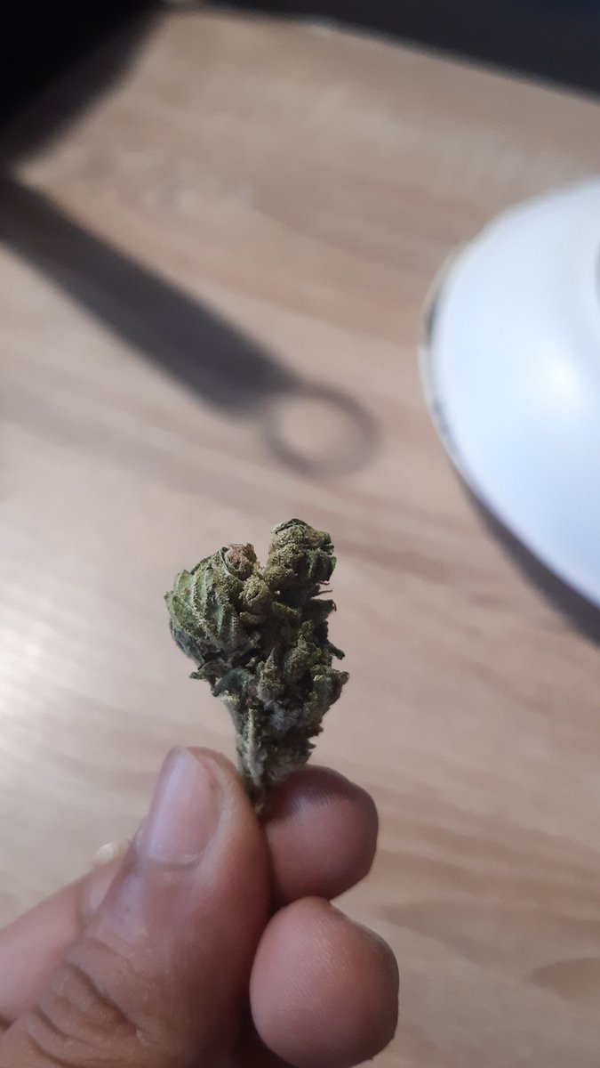 zed16ix's tweet image. Happiness. #orangehaze #stonerdays #life #nowadays