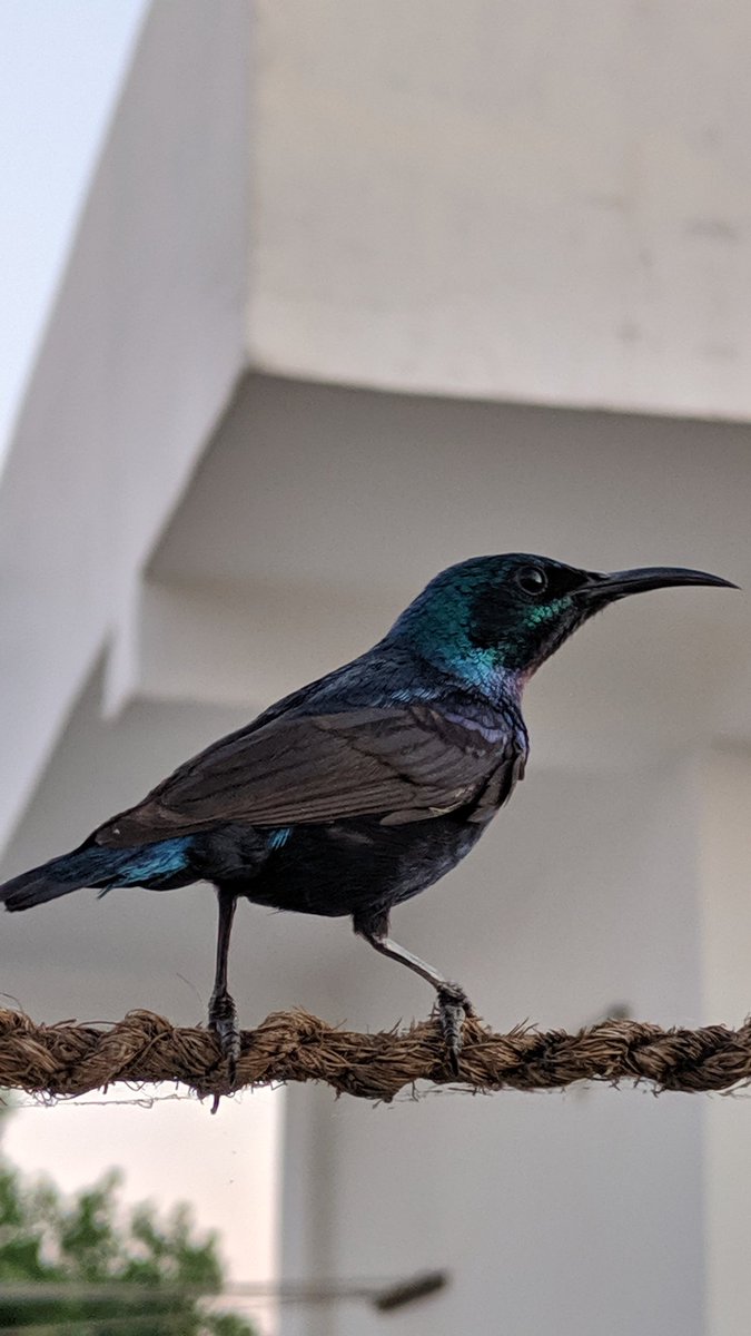 nc13x's tweet photo. The Purple Sunbird #LockdownTimes #WorldPhotographyDay https://t.co/wAlKVKAv8h