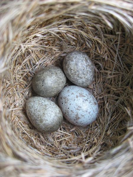 A Cuckoo lays its egg in the nest of another species. In this analogy, a postmodern activist is employed by a liberal organisation. Like a Cuckoo egg, the postmodern worldview looks enough like the liberal one for it to go unnoticed. 2/6