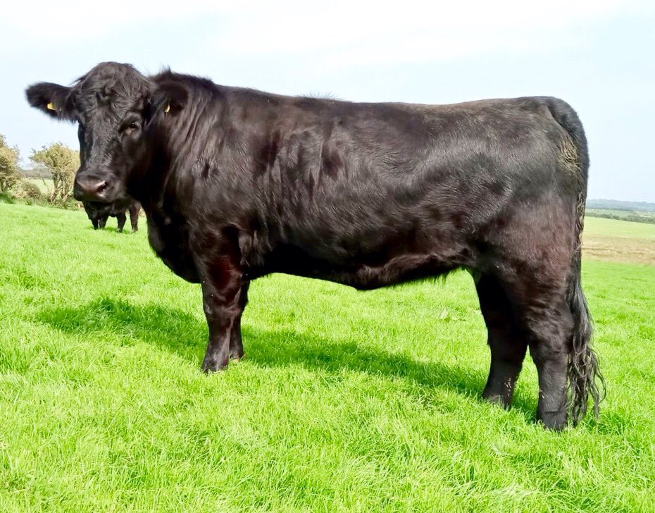 GDCTRYFILWBC's tweet photo. Tryfil served heifers for sale ⁦@farmersmarts123⁩ online sale 24-26/8 ⁦@Welsh_Blacks⁩ Heffrod cyflo cryfion. Good strong heifers-Viewing welcome https://t.co/pXz6FRnosj https://t.co/UnHxS3Jyub