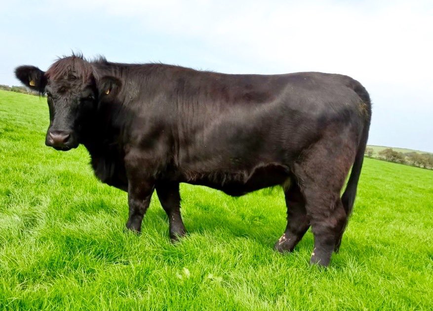 Tryfil served heifers for sale ⁦<a href="/farmersmarts123/">Farmers Marts</a>⁩ online sale 24-26/8 ⁦<a href="/Welsh_Blacks/">Gwartheg Duon Cymreig | Welsh Black Cattle</a>⁩ Heffrod cyflo cryfion. Good strong heifers-Viewing welcome farmersmarts.auctionmarts.com/Lot/ODQ1MzExN2…
