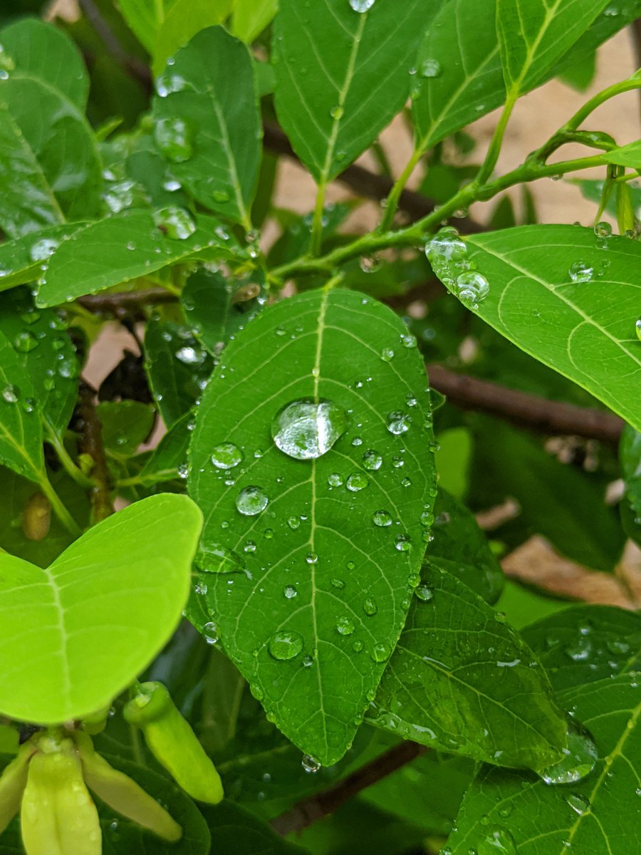 Praveen12617998's tweet photo. i may not be a great #photographer but some clicks will make our moment delighted i don't have professional 📷 like #dslr but i have my mobile #asus5z with #googlecamera v7.3 clicks fabulous images thanks @ASUSIndia #WorldPhotographyDay2020 https://t.co/j8zaAsEYkk