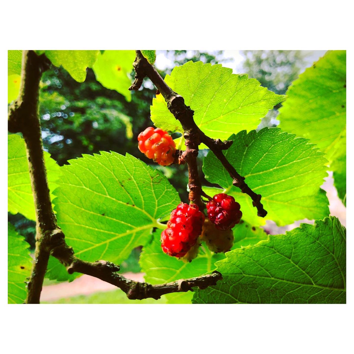 🎵 Here We Go Round the Mulberry Bush 🎵

This gnarly beaut is teeming with red rubies at the moment - it’s rare you’ll find mulberries in the shop as they’re too delicate to sell commercially. Be prepared for pink fingers though. 🌳💕 

#lovebatheaston #mulberries #visitbath