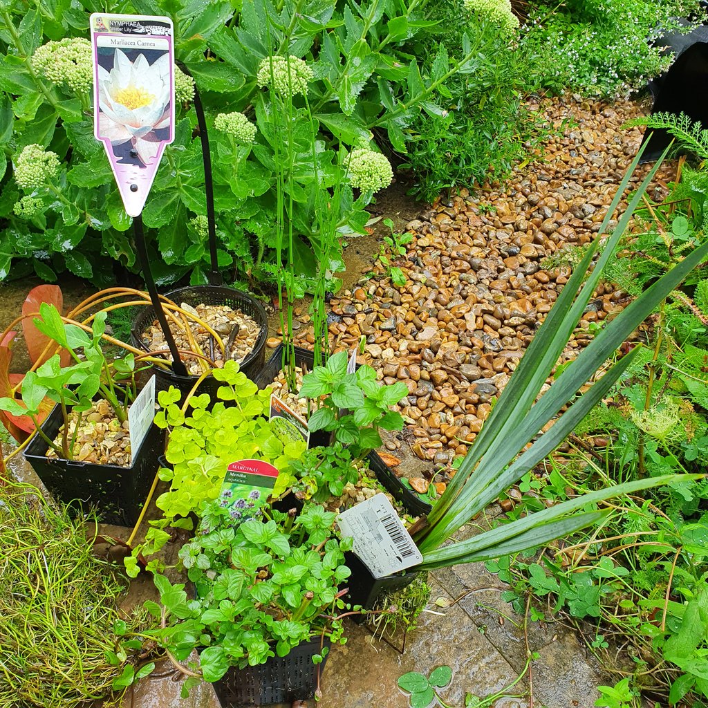 secretgardenweb's tweet photo. Perfect #rainyday job ☔ Making a #pond 🐸🦋🕸

#pondlife #wildlifepond #pondliner #diggingapond #marginalplants #pondplants #aquaticplants #waterlily #watermint #lysmachia #oxygenatingplants #waterreeds #landscapers_of_instagram #landscapinglife #beneficialpredators https://t.co/z9UHksN4Bp