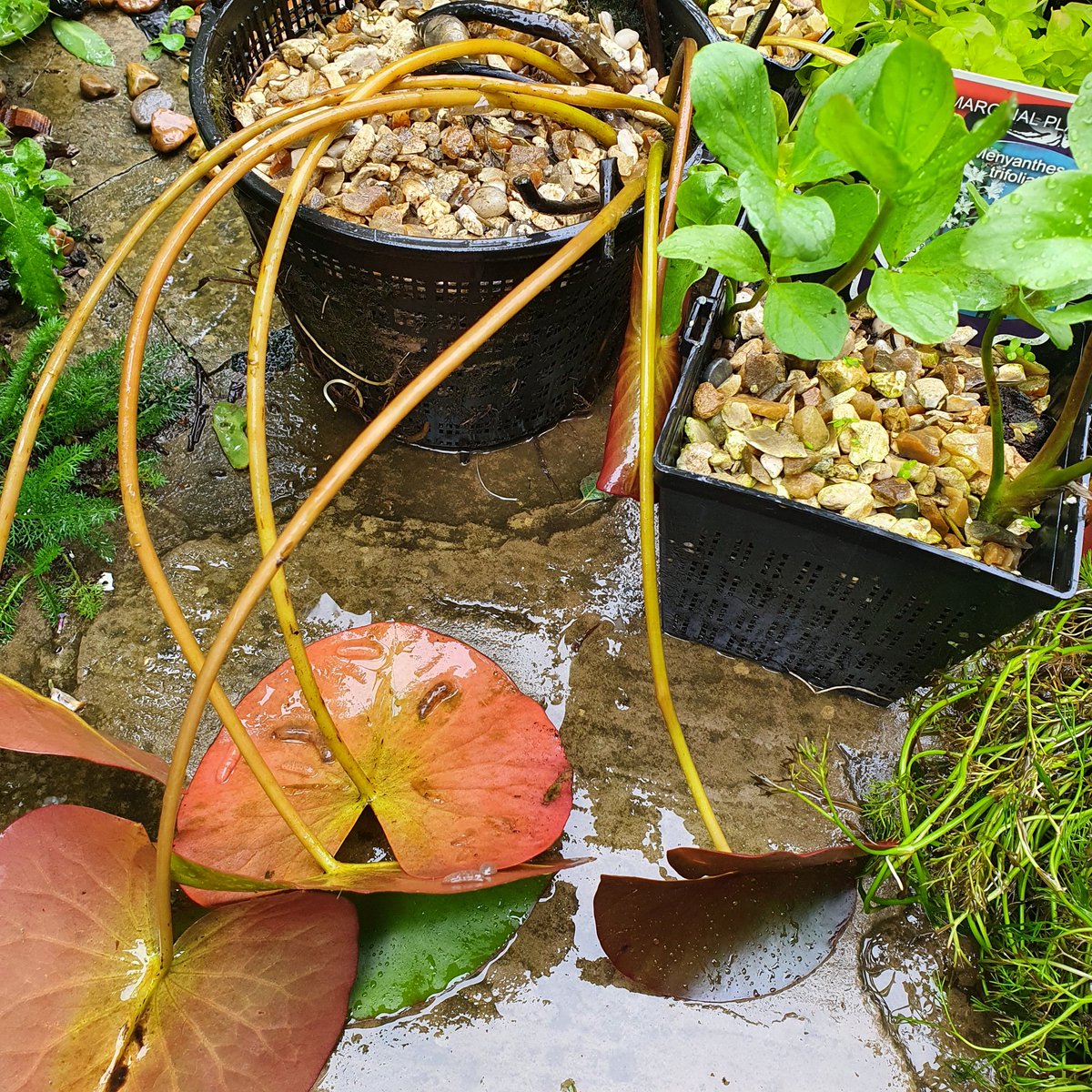 secretgardenweb's tweet photo. Perfect #rainyday job ☔ Making a #pond 🐸🦋🕸

#pondlife #wildlifepond #pondliner #diggingapond #marginalplants #pondplants #aquaticplants #waterlily #watermint #lysmachia #oxygenatingplants #waterreeds #landscapers_of_instagram #landscapinglife #beneficialpredators https://t.co/z9UHksN4Bp