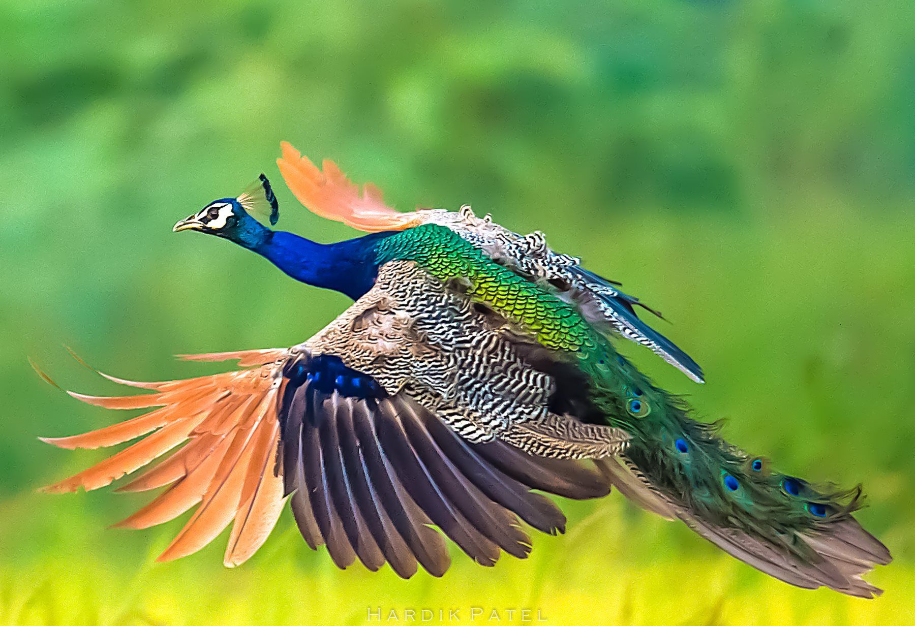 Twitter 上的dan Intheskiesifound The Indian Peafowl Really Cool Look At All Of The Different Colors T Co C1rnpjnzzv Twitter