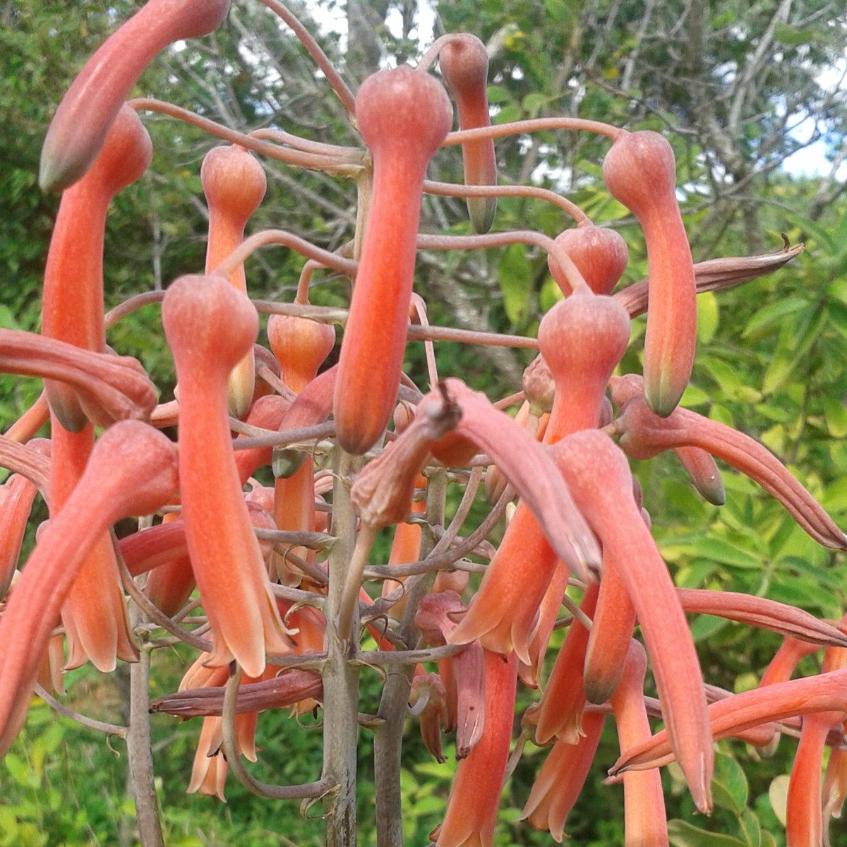 The East African Herbarium (EA) tweet media