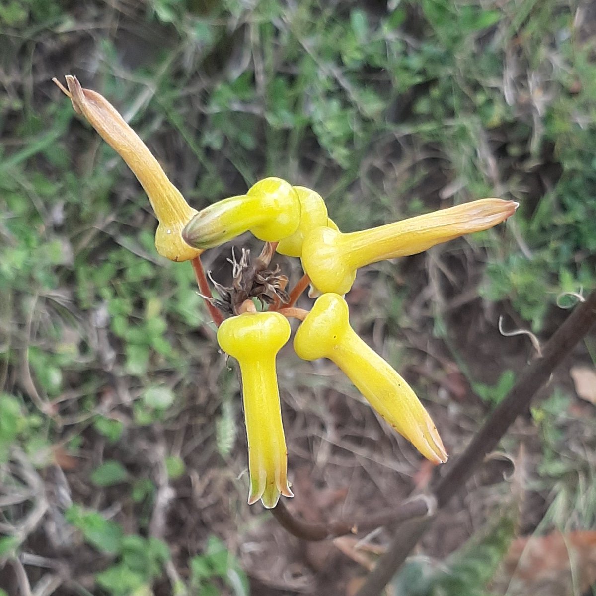 The East African Herbarium (EA) tweet media