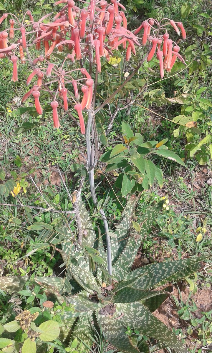 The East African Herbarium (EA) tweet media