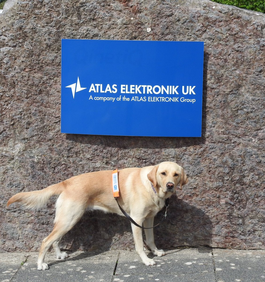 ATLAS_AEUK's tweet photo. Two-year-old #Labrador x #GoldenRetriever, Maple, visited AEUK to gain #workexperience in an office environment as part of her #GuideDogTraining. This helps match Maple with her new owner, and once #qualified she will begin her remarkable career as a #GuideDog. @GuideDogsSW https://t.co/uOYZ5NGpSS