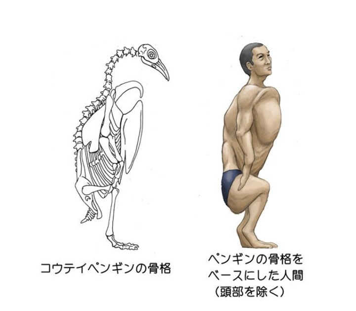 ثريد بسيط كتير. بدي احكي في عن أجسام حيوانات معينة. وكيف بكون شكل الإنسان لو كان هاد الكائن الفلاني.اول واحد هو البطريق. إذا بنلاحظ بنشوف كيف الصدر كتير كبير حتى يعطي قوة بالسباحة والارجل حركتهم صعبة عاليابسة.