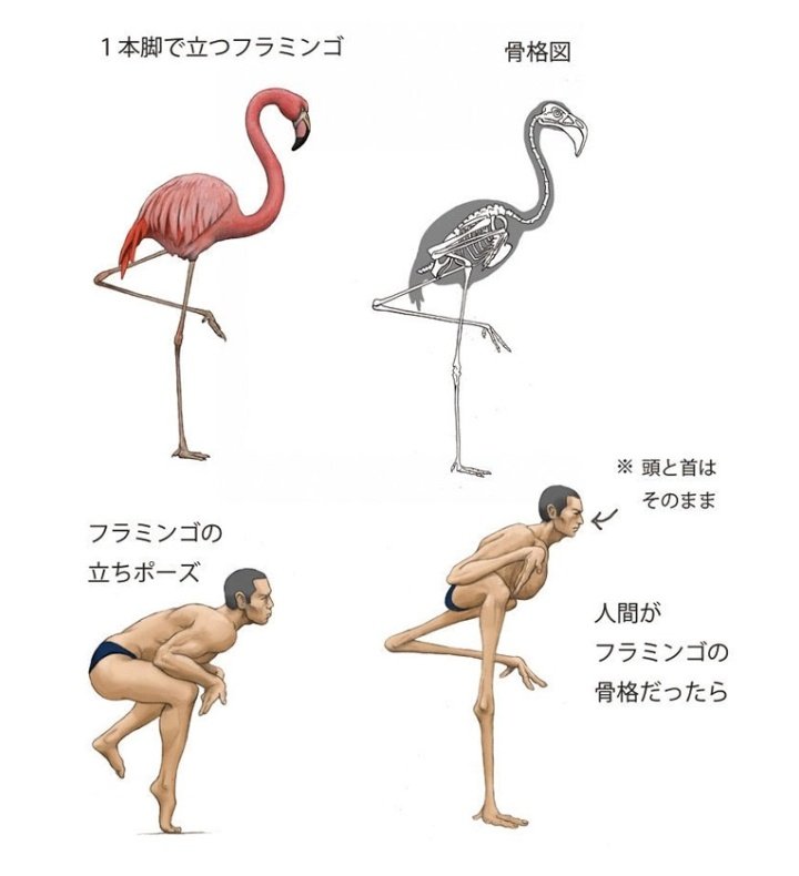 ثالث كائن. هو الفلامنجو. زي ما بنشوف انو الارجل كتير طويلة مقارنة بالجسم حتى تساعدو انو يمشي بالمياه الضحلة وياكل الأشياء الي بتعيش بالمي