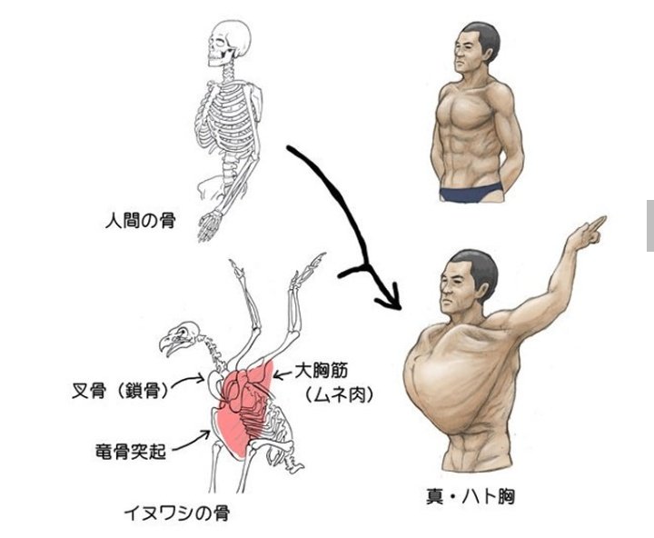 سادس حيوان، الحمامة. زي ما بنشوف شكل الصدر الكبير. عضلات الصدر وعظام الصدر كثير كبيرة وقوية حتى تساعد الطيران على عكس لو كان طير ما بطير زي النعامة ما بنشوف عظام كبيرة زي هيك.