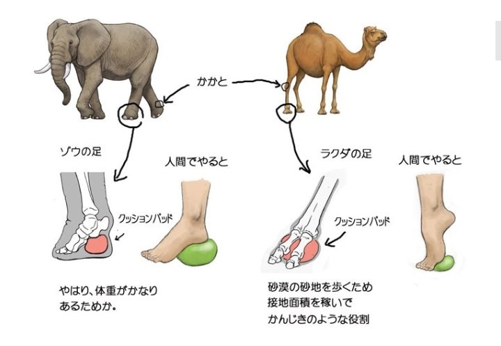 سابع وثامن حيوان، الجمل والفيل. الفيل من الحيوانات الي وزنها ضخم بس مع هيك بمشي على اصابعه مش على باطن القدم ف بكون تحت هاي العظام كتلة دهنية بتعمل على امتصاص الصدمة. و الجمل بمشي زي كأنو راقص بالي. على أطراف اصابع وبرضو عندو كتلة دهنية ف باطن القدم.