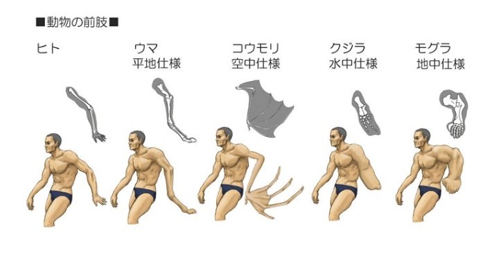 بهاي الصورة توضيح الأطراف الامامية بالحيوانات لو كانت بالإنسان.حيوان بحفر، حيوان بسبح، حيوان طائر، الخيول، انسان