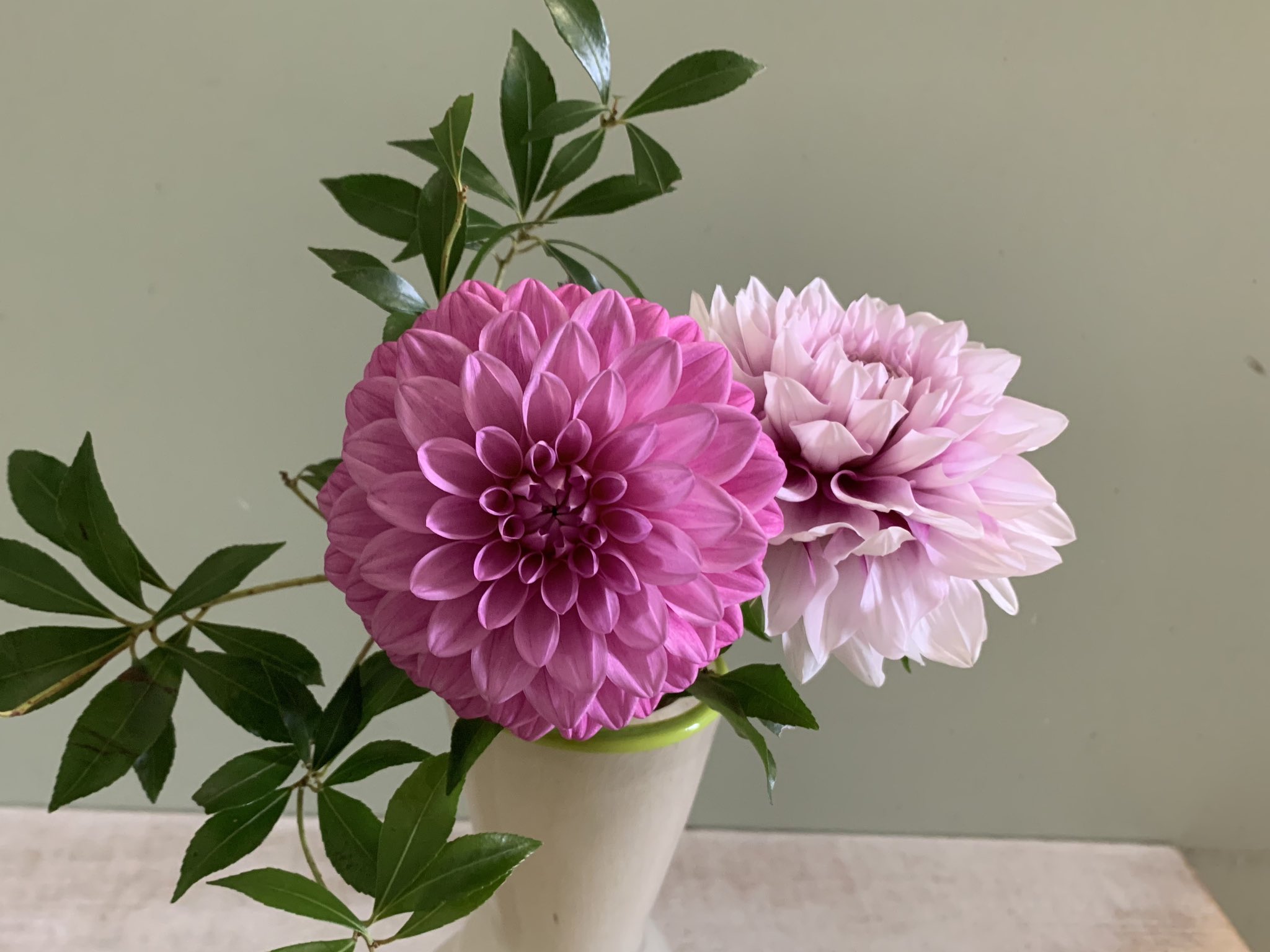 澤田愛美 きょうの花日記 今回はダリアでした 濃いピンクがミッチャン 薄いピンクがなまはげチークという品種 実はダリアの一大産地はお隣の秋田県で オリジナルの なまはげ シリーズの品種を多く産出しています そんな中 きょうは 澤田愛美 きょうの花日記 今回はダリアでした 濃いピンクがミッチャン 薄いピンクがなまはげチークという品種 実はダリアの一大産地はお隣の秋田県で オリジナルの なまはげ シリーズの品種を多く産出しています そんな中 きょうは