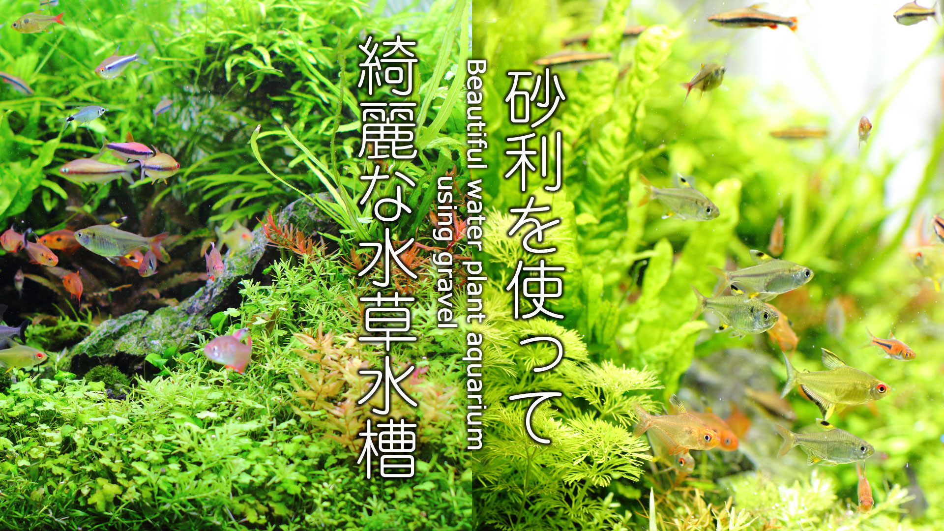 水草動画 砂利で水草水槽はやや難しく あまり人気はありませんね でも長期管理にはメンテナンス性の高い底床だと感じます そんな 富士砂を使った水草水槽を動画で紹介します T Co Rkqqh1invg 水草水槽 アクアリウム オーストラリアン