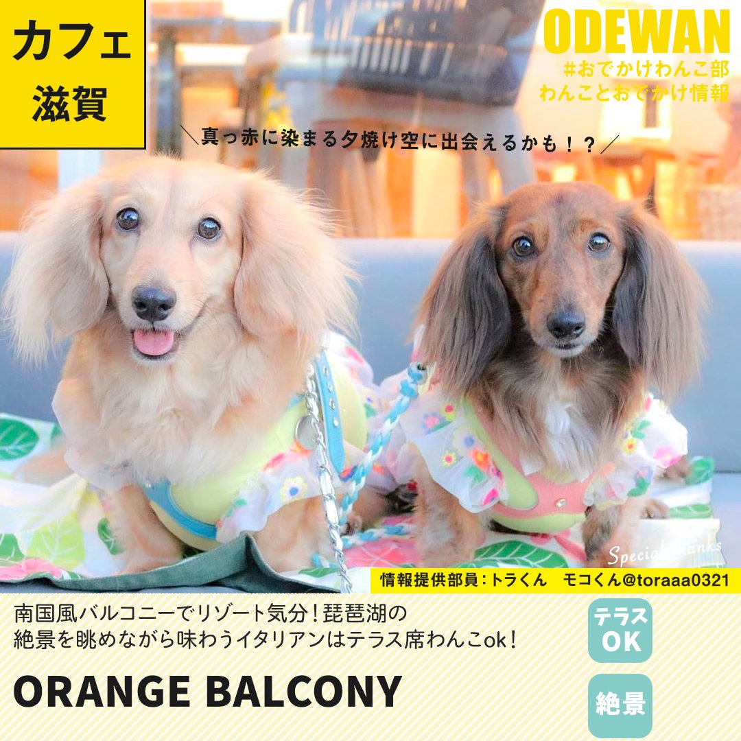 おでかけわんこ部 愛犬とのおでかけ情報 Odewanbu Twitter