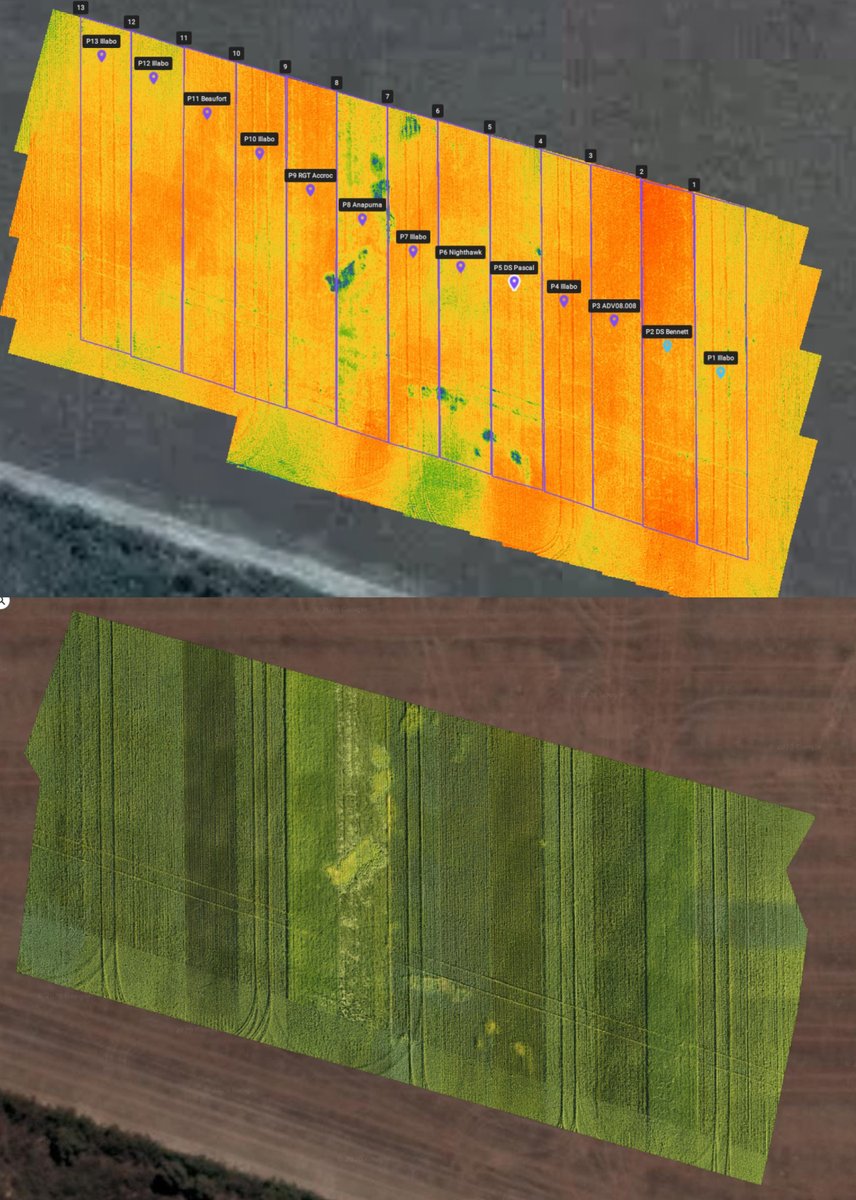 Another SEPWA trial with Phantom 4 Multi-spectral and NDVI,  this time Long Season Wheat, Condingup on weekend.  Also used my Phantom 4 on same mission to compare - now have 2 drones...🙂