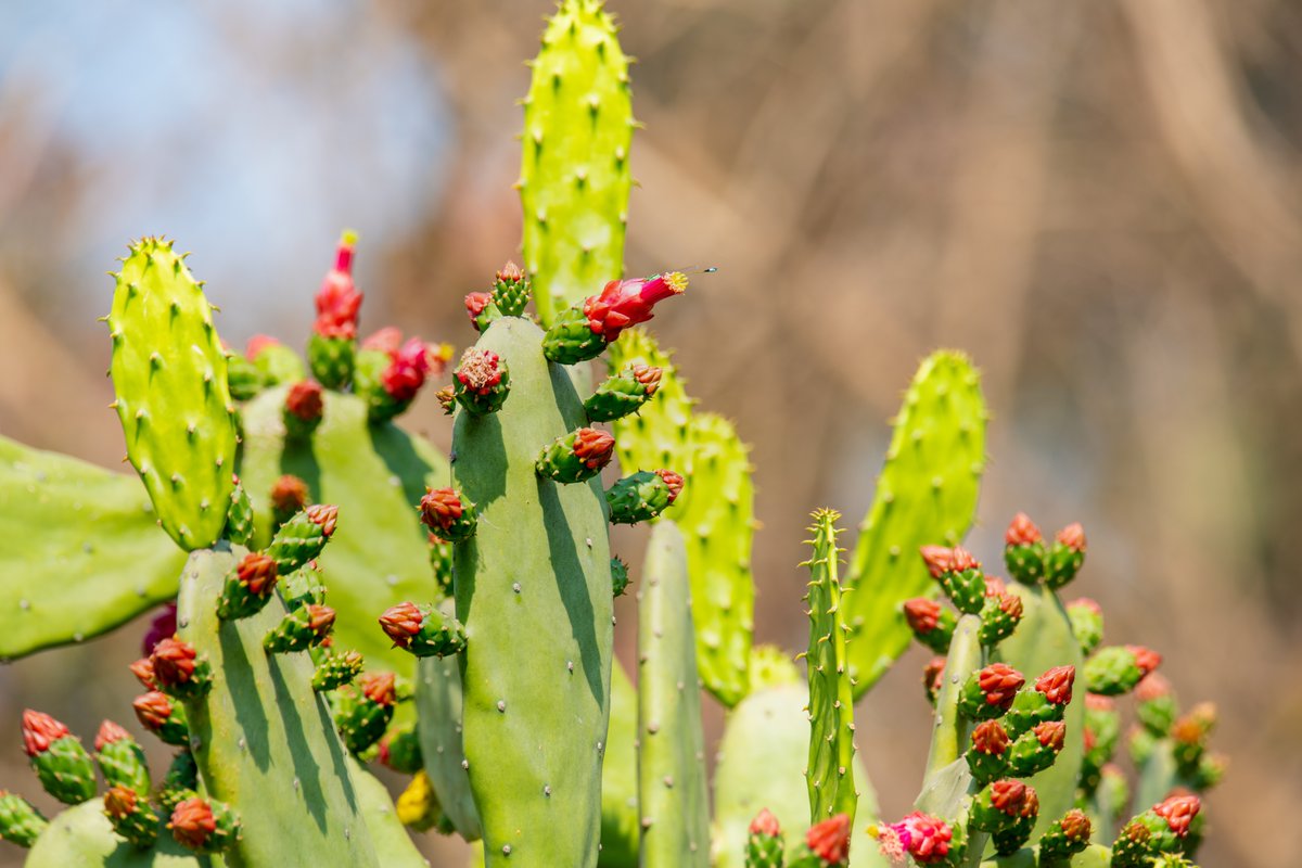 even the Cactus can be Beautiful, A photo by Siddharth #WorldPhotoDay #IAS