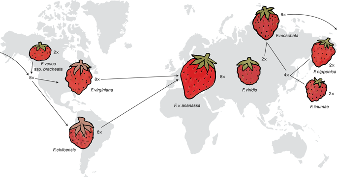 So first, there are actually a ton of strawberry species with ranges all over the world. Most of them aren't very tasty though. The one we commonly eat is a hybrid between two wild species, Fragaria virginiana from N. American and Fragaria chiloensis from S. America. 2/