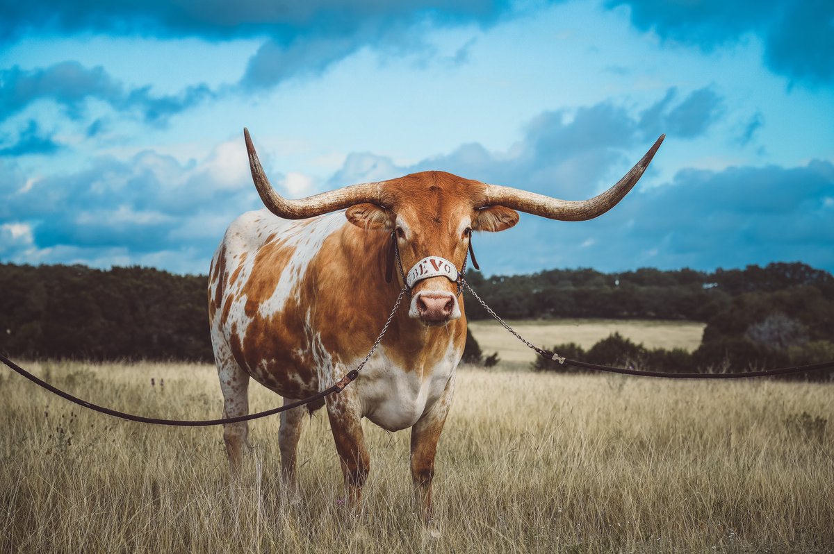Texas Longhorns On Twitter It S Worldphotographyday Y All Let S Take A Look Back At Some Of Our Favorite From This Past Year Hookem
