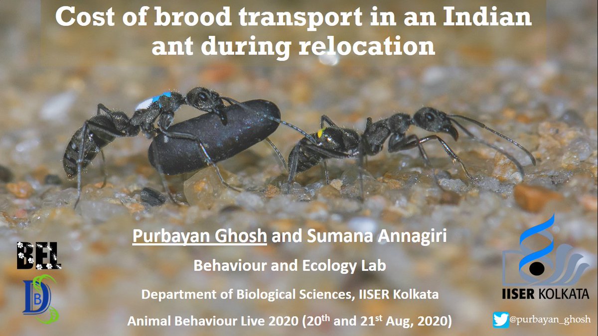 purbayan_ghosh's tweet photo. Among social insects only ants transport their brood with them while relocating. Is there any cost associated with this behavior?
Have a look at my poster (#53) to know more about this during the upcoming conference @AnimalBehavLive  #ABL2020 #antbehavior https://t.co/K7aOii89Jw