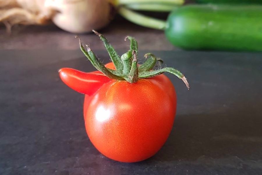 Must say, these fun size tomatoes are a little disappointing this year!  😂