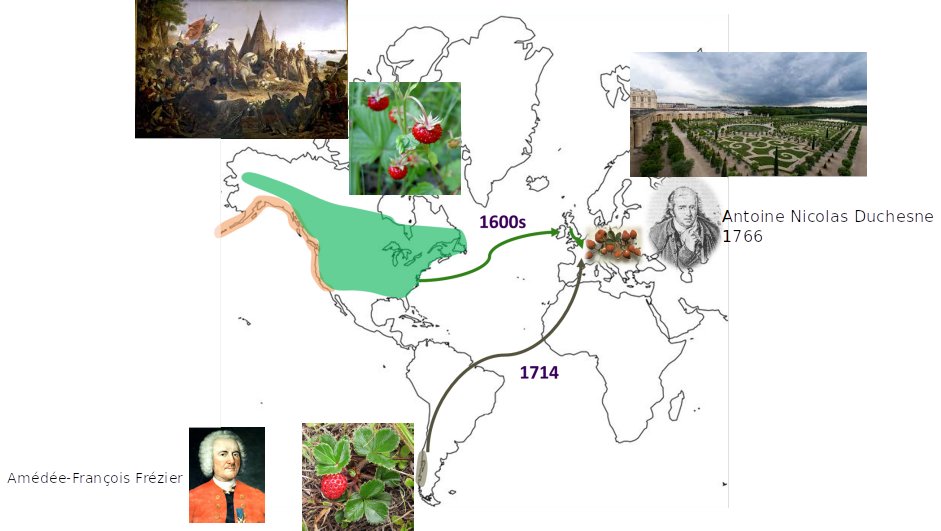 The strawberry we eat actually didn't exist until around 1766 when F. virginiana and F. chiloensis unintentionally crossed with each other in a greenhouse on the grounds of the palace of Versailles after being collected by French colonists of the previous centuries 4/