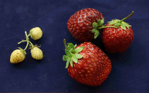 The size and appearance of strawberry species can be radically different. Here one wild strawberry distantly related to the one we eat is compared to what you can find at a grocery store 7/
