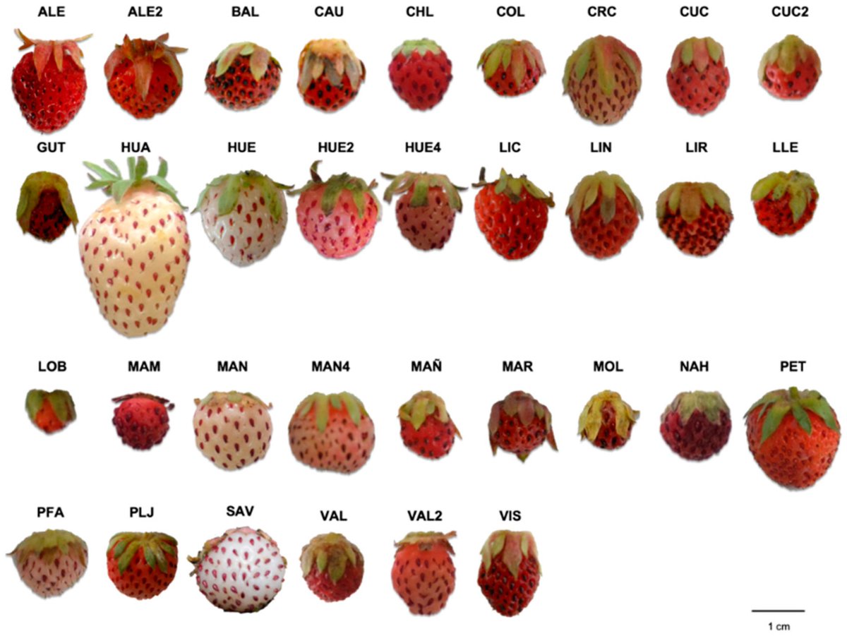 The general shape and color is far more variable in wild species, which is pretty common for domesticated species (though strawberry isn't all that domesticated in the grand scheme!) Here are some of the forms that just one species, F. chiloensis can take. 8/