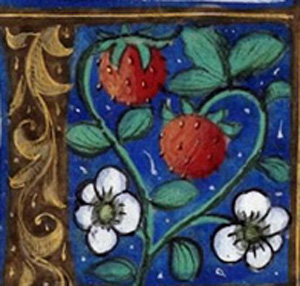 This means that strawberry is actually really recent. It also means that the strawberries you see in medieval works of art aren't the same species we eat. They're a different species, most likely Fragaria vesca and maybe also Fragaria moschata 5/  https://www.nytimes.com/1987/02/08/arts/a-promise-for-alpine-strawberries-is-made-in-winter.html