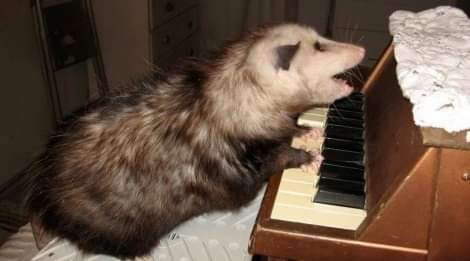 Possumeveryhour.io (@possumeveryhour) on Twitter photo 